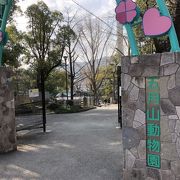 ウォンバットがいます