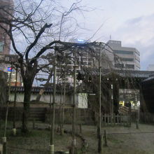 大手門脇の枝垂桜の様子