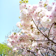 境内の八重桜