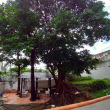 中庭にはガジュマルの大木