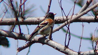 アトリを見てきました。
