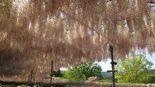 感動‼️チャンスを逃さず見に行くべし。