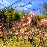 3月2日 梅が見頃