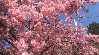 今年も綺麗な河津桜
