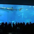 美ら海水族館