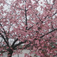 2月の桜なんて、北海道民には驚き以外の何物でもありません！