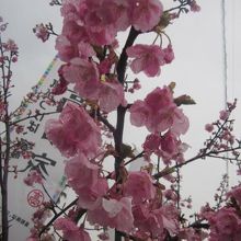 ズームしてみるとこんな感じ（桜じゃなかったりして…）。