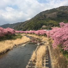 川に沿って桜が咲きます