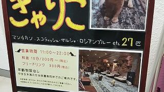 きゃりこ 吉祥寺店