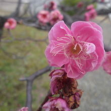 紅梅の様子