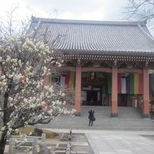 金堂と梅の様子