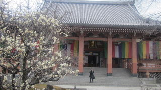 梅とのコラボ風景が美しかったです