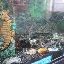 タツノオトシゴさん水槽の様子