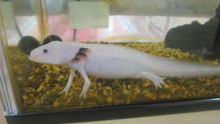 ウーパールーパーちゃんと再会しました！！！