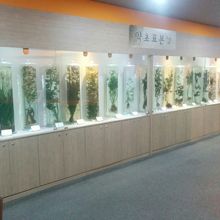 大邱薬令市韓医薬博物館の韓方薬の展示2