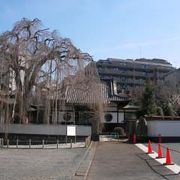 山門の横にしだれ桜があります