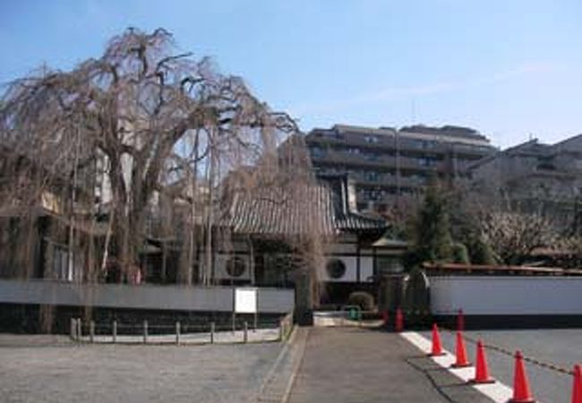 山門の横にしだれ桜があります