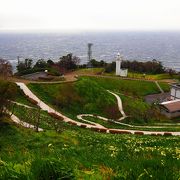 日本海を望む斜面に一面咲き誇る「越前水仙」