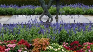 ６月上旬は菖蒲や紫陽花、バラなどが楽しめました。