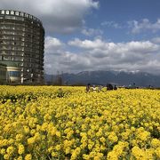 菜の花畑の時期はほんとうにおすすめ！