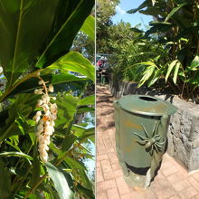 街角の熱帯植物。ゴミ箱のクモにはドッキリ。