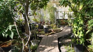 東京で最も広い薬用植物園