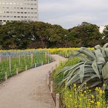 ボタン園とでっかいアロエです。