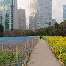 ボタン園の向かいはお花畑になってます。