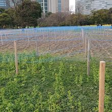 春に来れば辺り一帯「ボタン」の景色が期待できます。