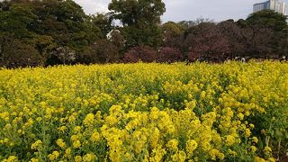 浜離宮恩賜庭園に辺り一帯、「菜の花」がイッパイに広がり驚き。
