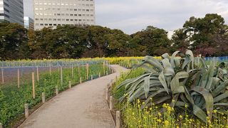 春に来れば「ボタン」で辺り一帯に広がる景色が見れることでしょう。