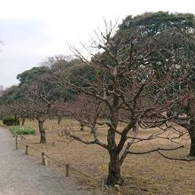 春が来る前の浜離宮恩賜庭園の梅林です。
