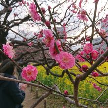 お花畑の梅の木は咲いてました。