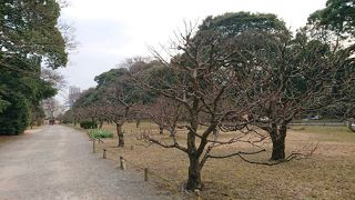 2月下旬だったので、梅林ではまだ花は咲いていませんでしたが、もう少し後の春に来れば・・。