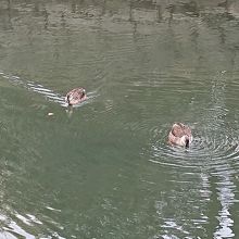 内堀の中を鴨が気持ち良く泳いでます。