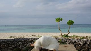 猫とビーチ