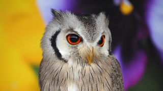 フクロウやインコがすぐ近くに