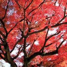 紅葉時期は園内のモミジが見事