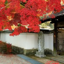 入口を覆う大きなモミジ