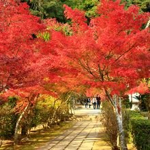門を入るとモミジのトンネル