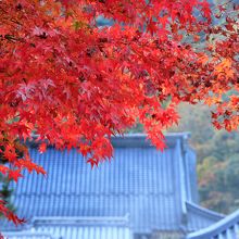 モミジに彩られる洞泉寺