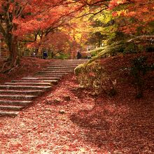 西日に照らされる午後の紅葉