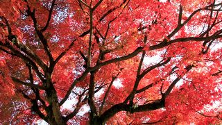 四季折々の美しさ