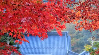 「臥龍梅」で有名ですが紅葉も素晴らしい