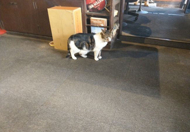 猫のいる喫茶店