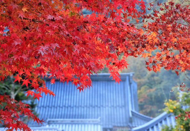 「臥龍梅」で有名ですが紅葉も素晴らしい