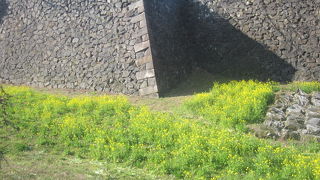 春の名古屋城のお堀、菜の花が咲いていました。