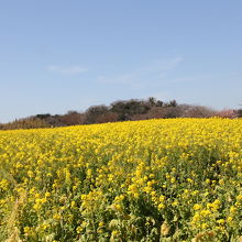 菜の花畑