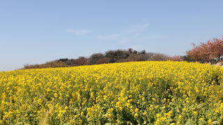 菜の花を見に行って来ました。