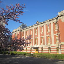 オオカンザクラと建物とのコラボ風景の一例